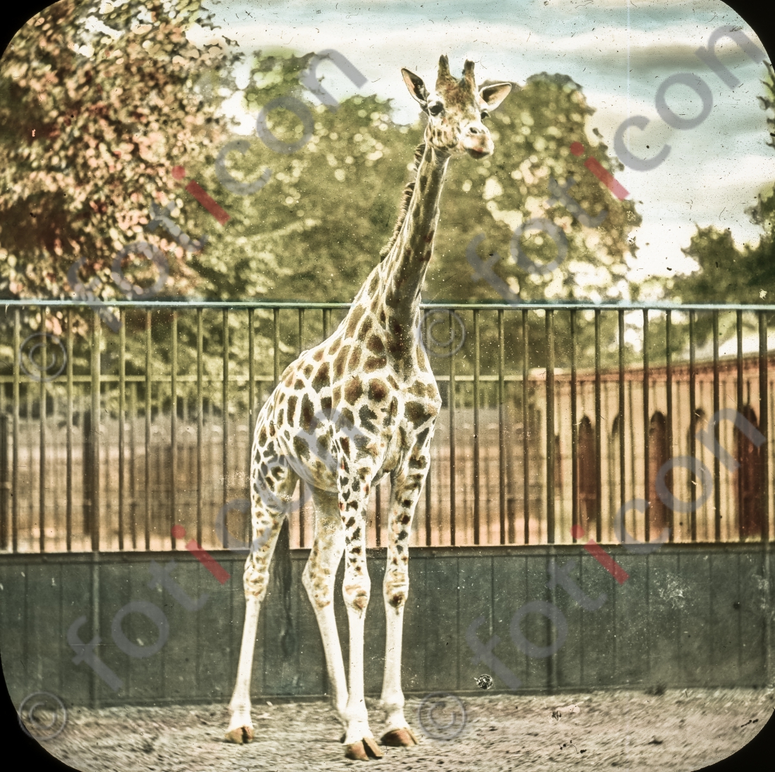 Giraffe | Giraffe - Foto foticon-simon-167-037.jpg | foticon.de - Bilddatenbank für Motive aus Geschichte und Kultur